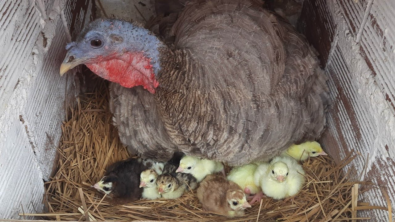 Nasceu Mais uma Ninhada de Peruzinhos, Chegou mais Alguns Filhotes.