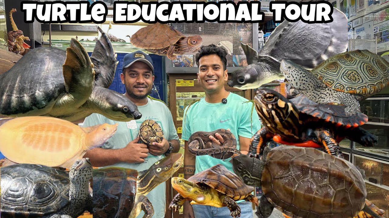 Turtles | Turtles Educational Tour | Turtles varieties | Turtles Paradise | About Turtles 