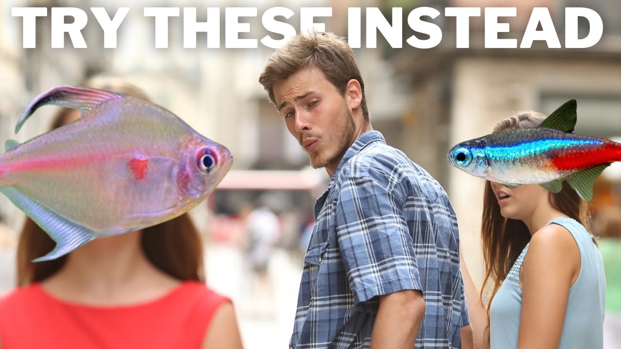 9 Uncommon Tetra Species to Try Instead of Neons