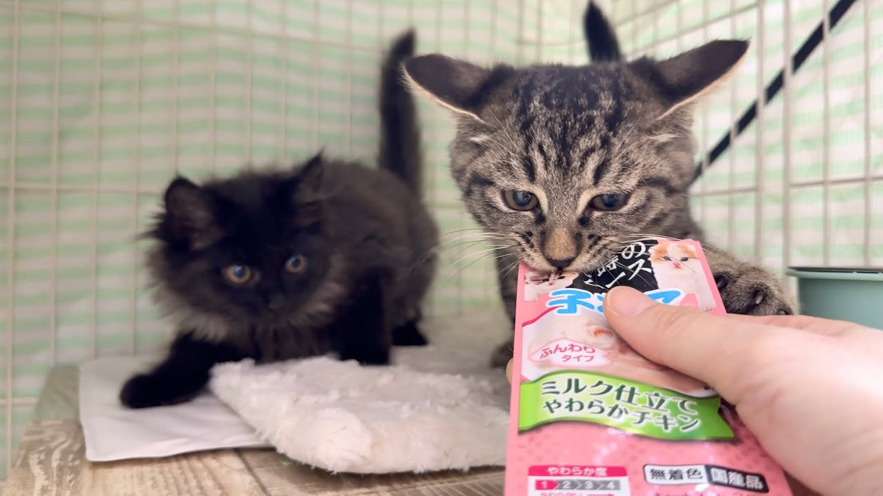 保護８日目 おやつをあげたらガルガルに変身した子猫【さつまいも兄妹日記#4】I gave the kitten a treat and it was too intense.