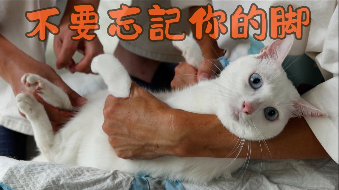 幫她把病腿撐起來，告訴她：不要忘記你的腳  ｜西樹 Xishu&Cats