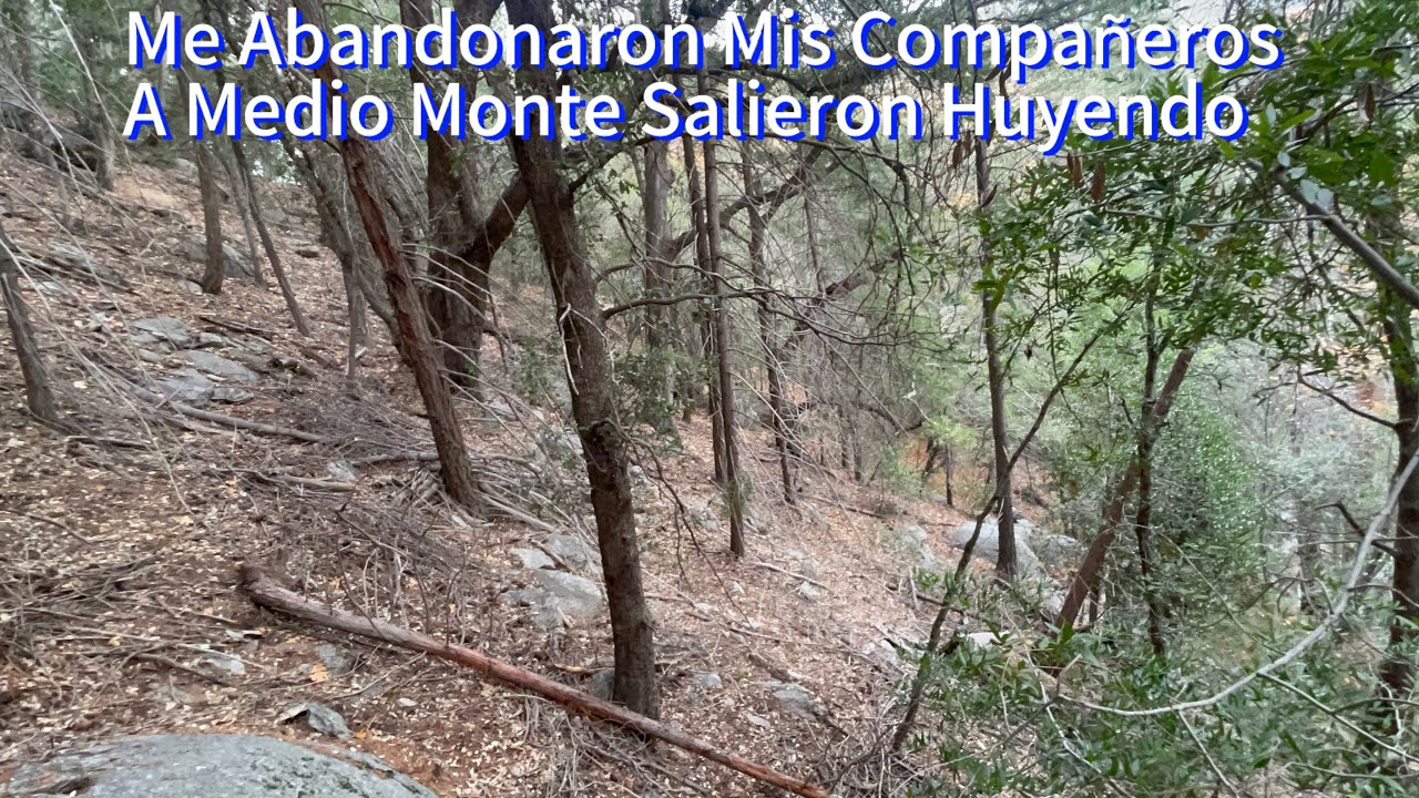 Perdí Mis Compañeros A Medio Bosque Salieron Corriendo cuando vieron