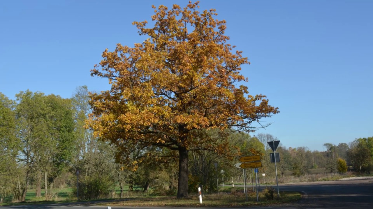 Leben mit der Braunkohle...Ausflug in den Zukünftigen Tagebau Domsen, im November 2019.