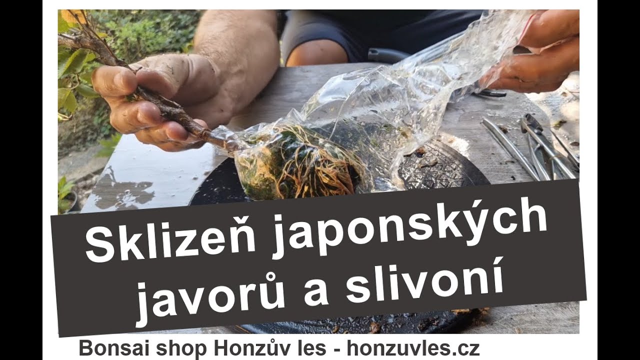 Sklizeň japonských javorů a slivoní
