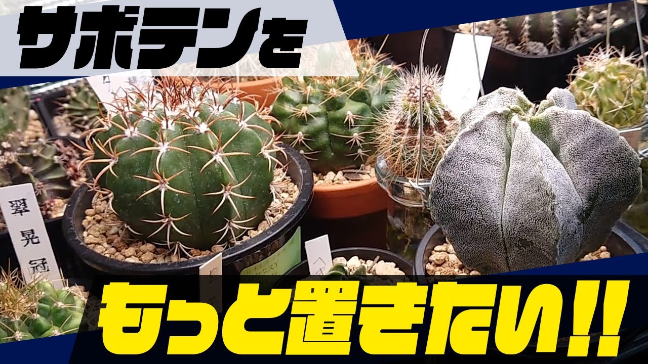 サボテンを植え替える！| DAIDOKORO ENGEI
