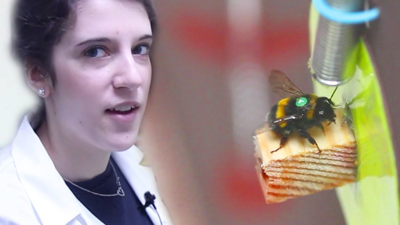 Bumblebee Foraging