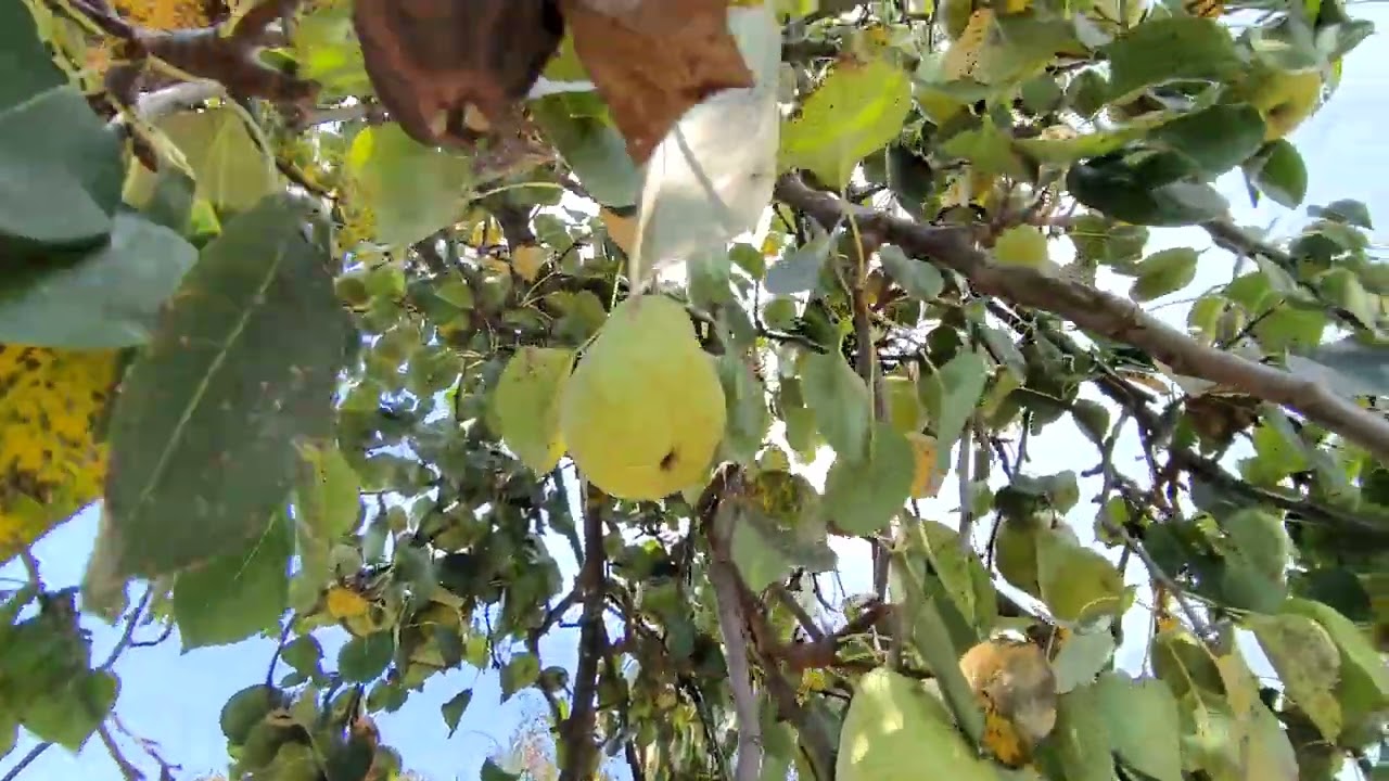 Qəbələdə yolkənarı kupçalı torpaq sahəsi satılır.503827725