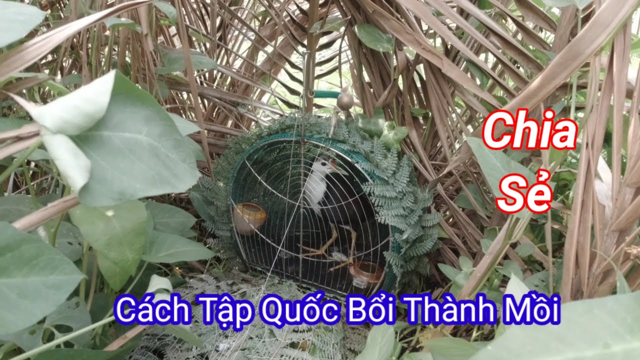 Cách Luyện Quốc Bổi Thành Mồi.