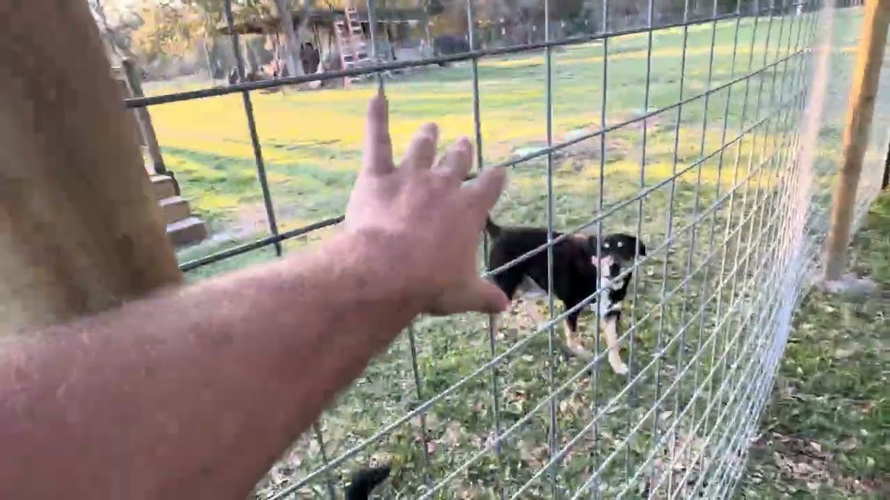 Cheapest DIY Backyard Fencing for Dogs! 