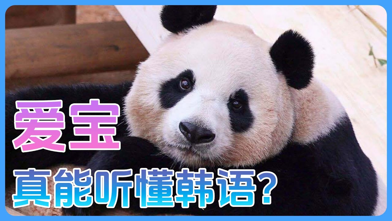爱宝的韩语有多好？姜爷爷的话一听就懂！