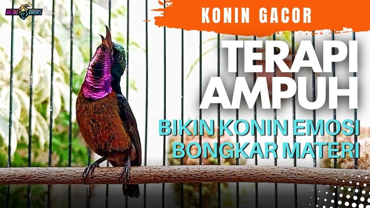 KONIN GACOR EMOSI COCOK UNTUK PANCINGAN KOLIBRI NINJA AGAR BONGKAR MATERI