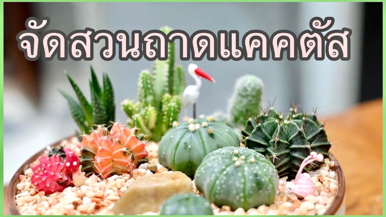 Сад: как легко создать сад из поддонов для кактусов самостоятельно 🌵 | JdaySpring