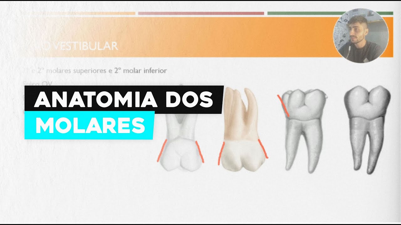 Anatomia dos Molares: Entenda Sua Estrutura e Funções Essenciais!