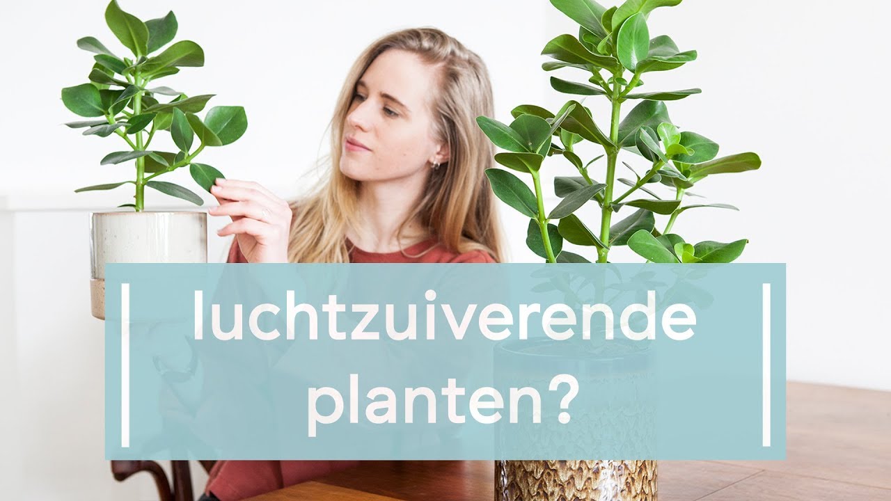 Установки для очистки воздуха - Clusia Princess - Super Green Fingers