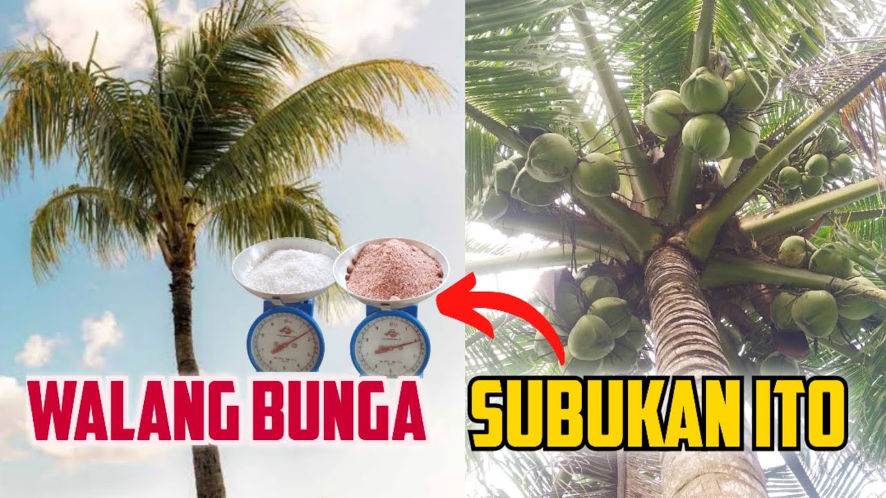 Bakit Walang Bunga ang Niyog? Ito Lang Pala Kulang! | Proven Fertilizer Method para Mamungang Niyog