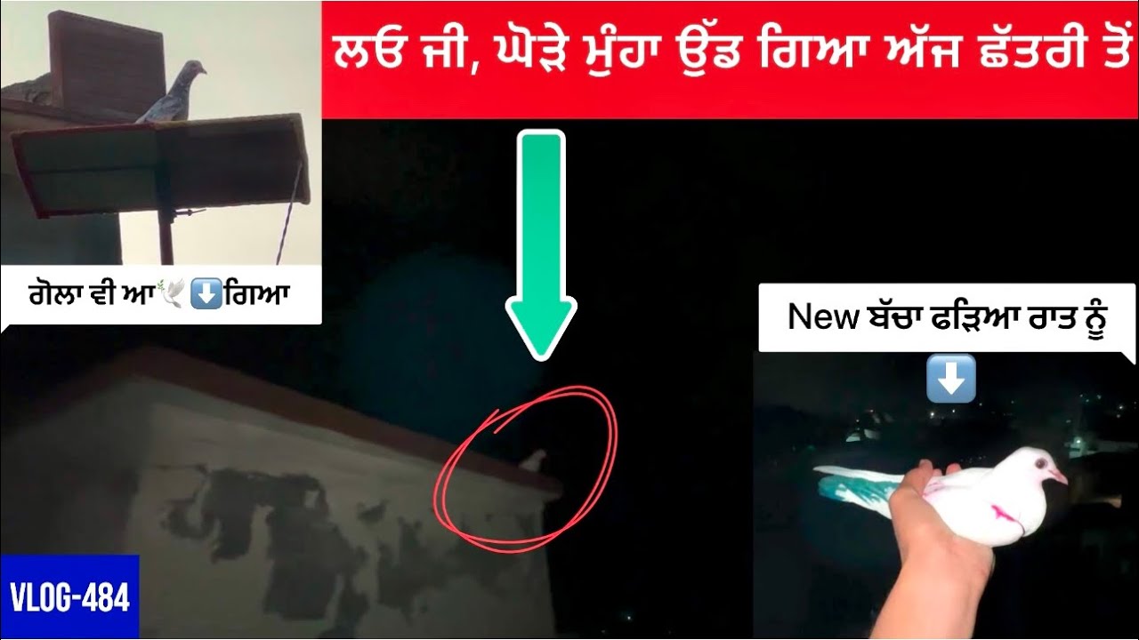 ਅੱਜ 1 new ਬੱਚਾ🕊️ਉੱਡ ਗਿਆ ਆਪਣਾ|| ਘੋੜੇ ਮੁੰਹਾ ਵੀ ਉੱਡ ਗਿਆ ਛੱਤਰੀ ਤੋਂ|| gola ਬੱਚਾ ਵੀ ਸਿੱਧਾ ਆ ਗਿਆ ਘਰੇਂ…