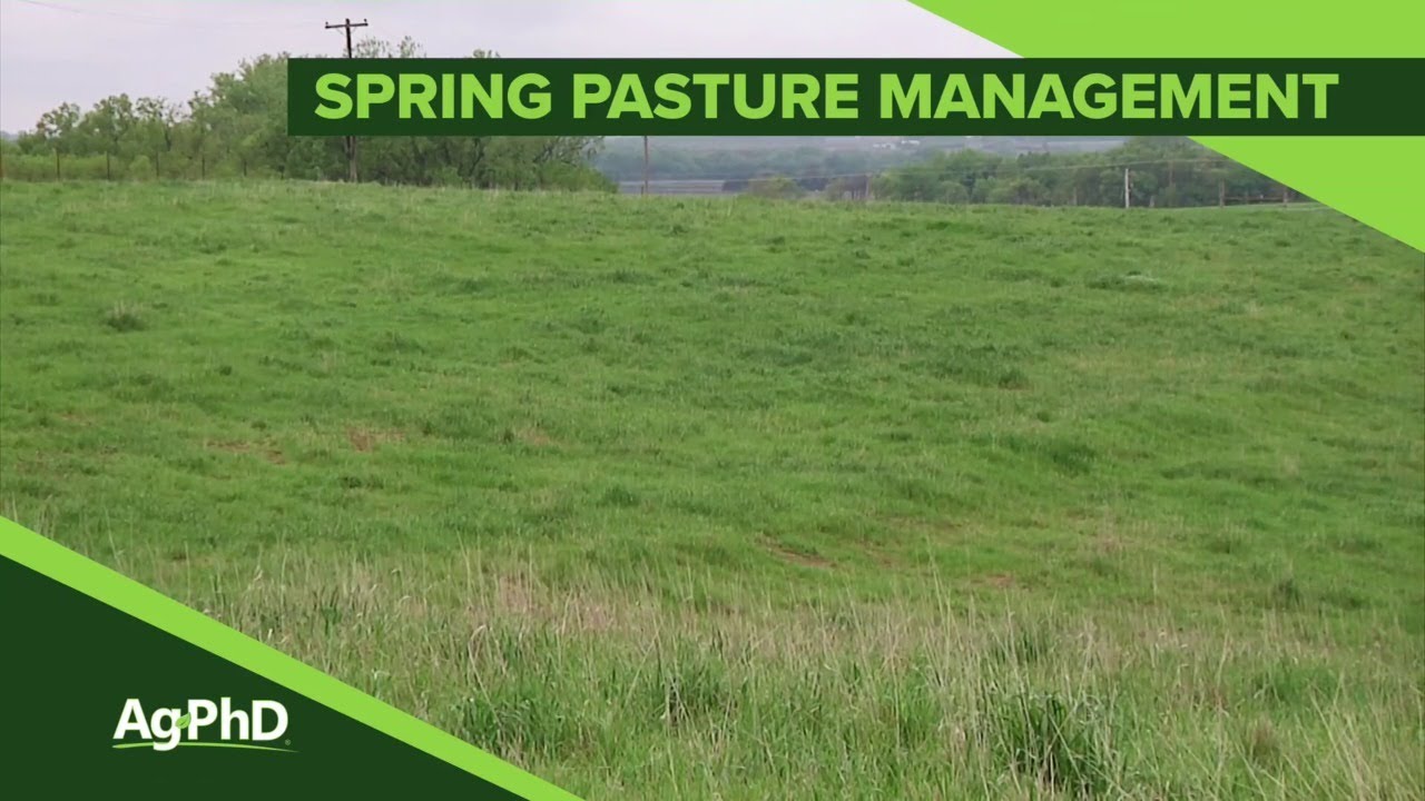 Spring Pasture Management (From Ag PhD Show #1096 - Air Date 4-7-19)