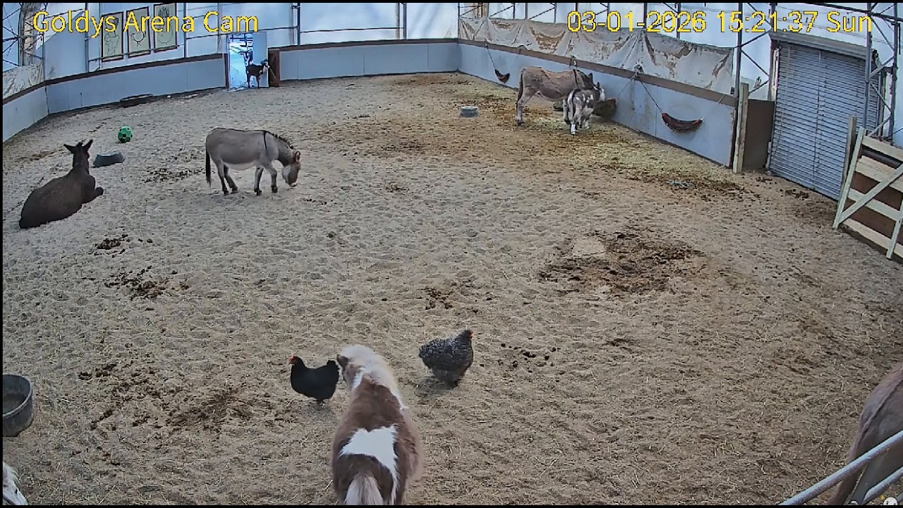 Goldy's Arena. Chickens(Petunia&Felicity)VisitArena. Arthur Nibbles On Sterling 💞😂