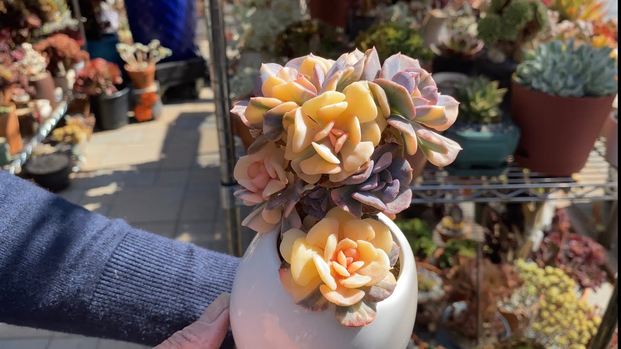 Ngoại Đi Review Vườn SEN ĐÁ Quá Sức Đẹp (Impressive Collection of Unique Succulents)