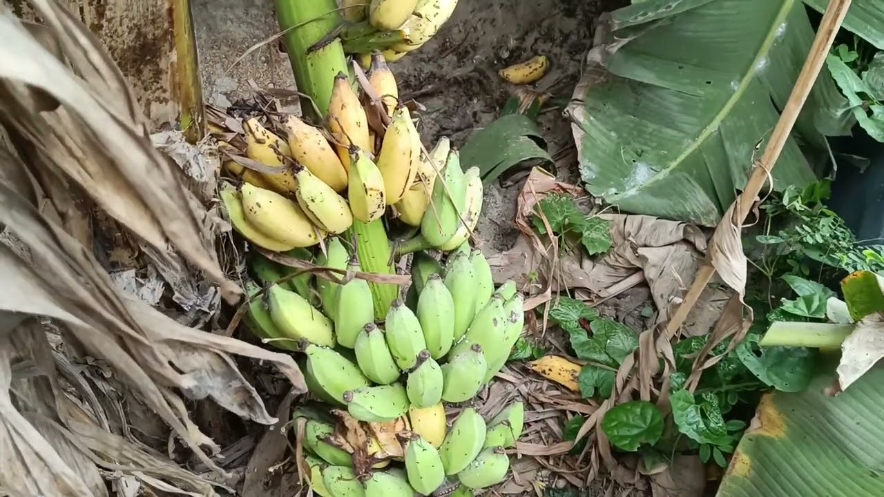  গাছপাকা কবরি কলা ,,, সার ও বিষ মুক্ত।