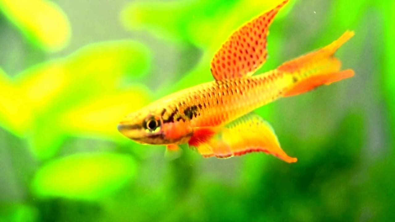 Aphyosemion bitaeniatum Ijebu-ode