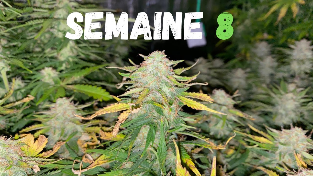 COMMENT FAIRE POUSSER : SEMAINE 8