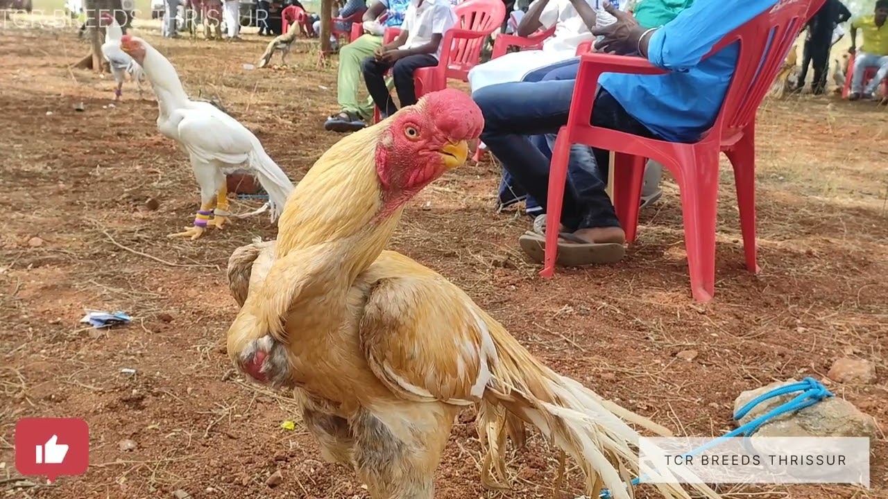 For Aseel lovers | Top Quality Aseel Roosters| Parrot beak and long tail | Dindigul Show 2023
