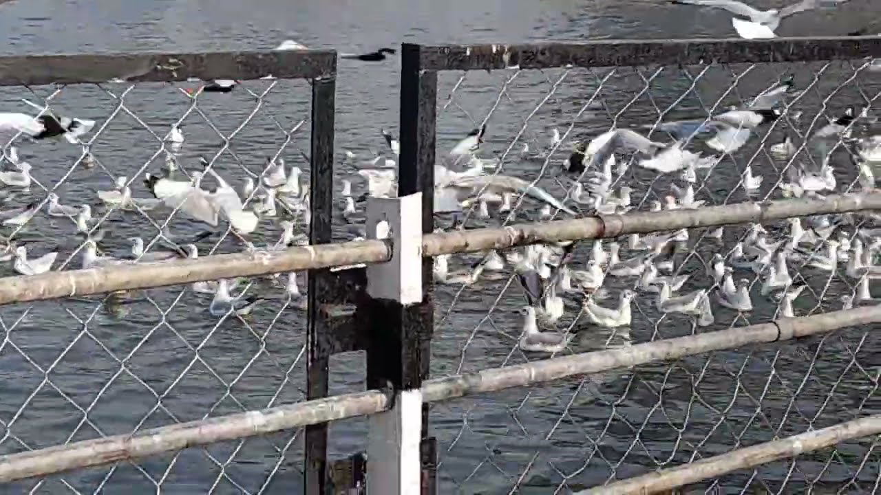 Flamingo bird is surat #shorts #birdlovers #natural #birdwatching