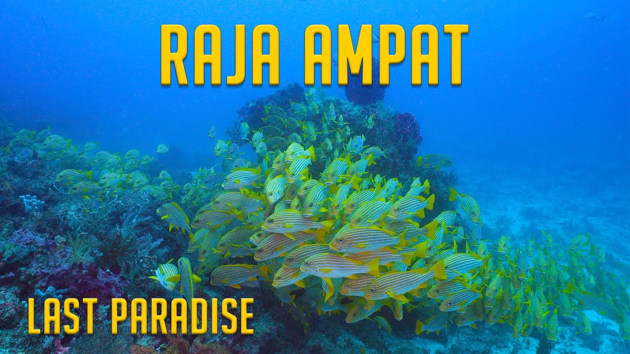 Raja Ampat the last paradise 4K