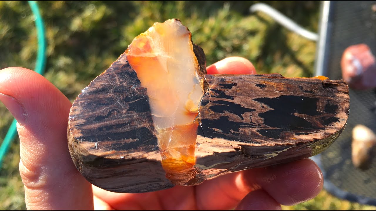 What's Inside 50 Million Year Old Petrified Wood?