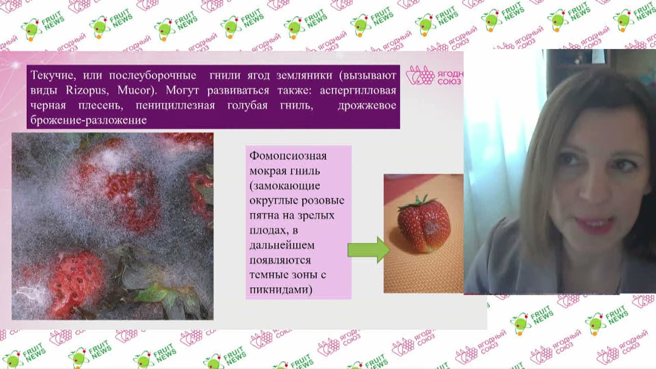Ответственные периоды в защите ягод земляники от болезней – Ирина Зуева