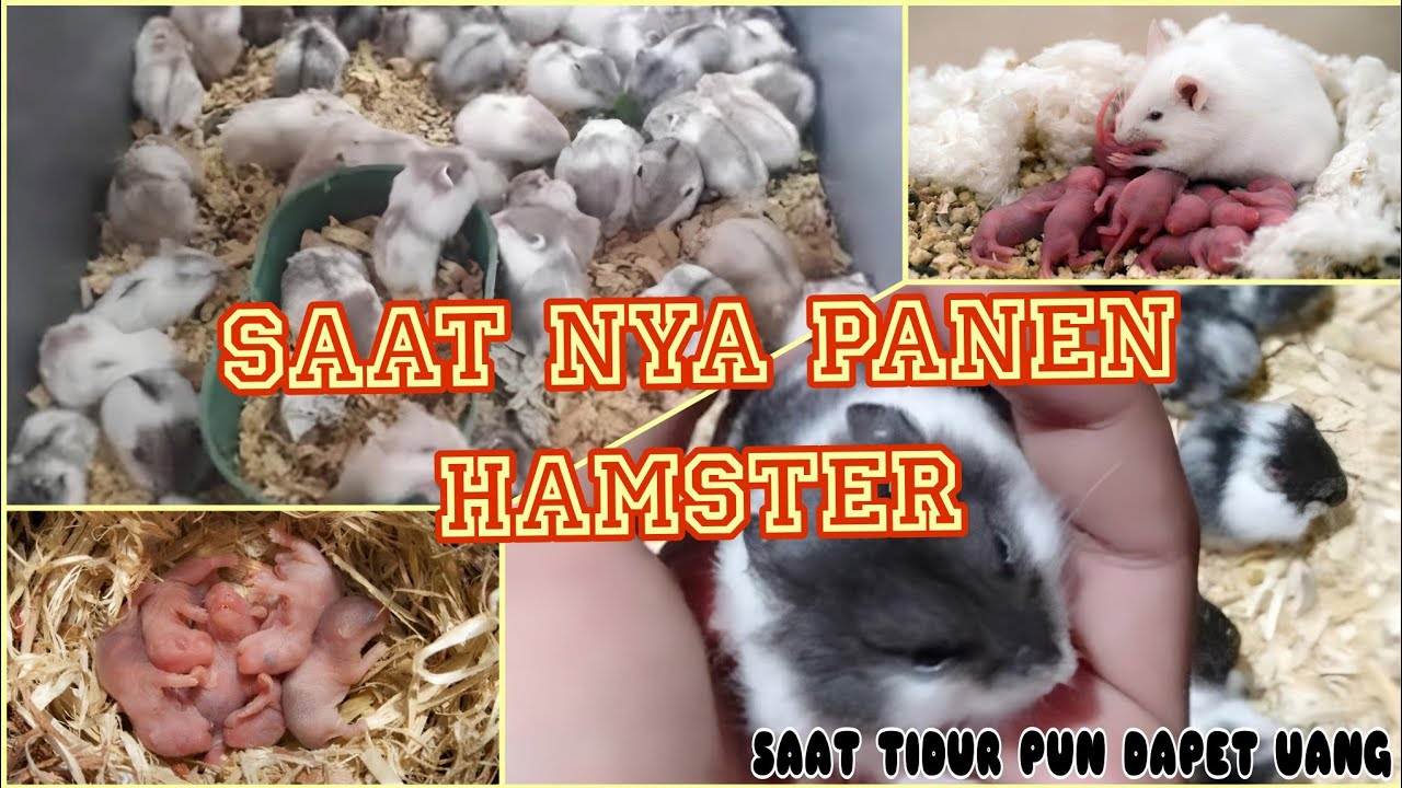 PANEN ANAKAN HAMSTER + SORTIR CALON INDUKAN