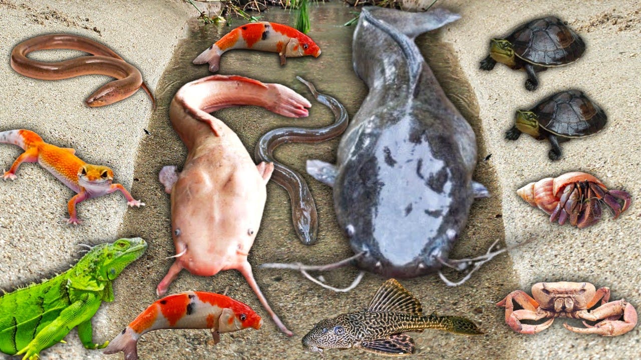 Wow! Menangkap Ikan Lele Albino Diluar Lubang, Lele Raksasa, Ikan Toman, Ikan Hias, Belut, Ikan Koi
