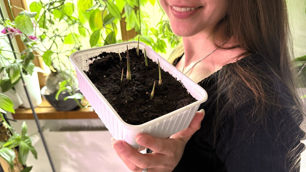 Mit mir exotische Samen einpflanzen: Litschi, Mangostan & Salak - Erde und Mineralisches Substrat🌱