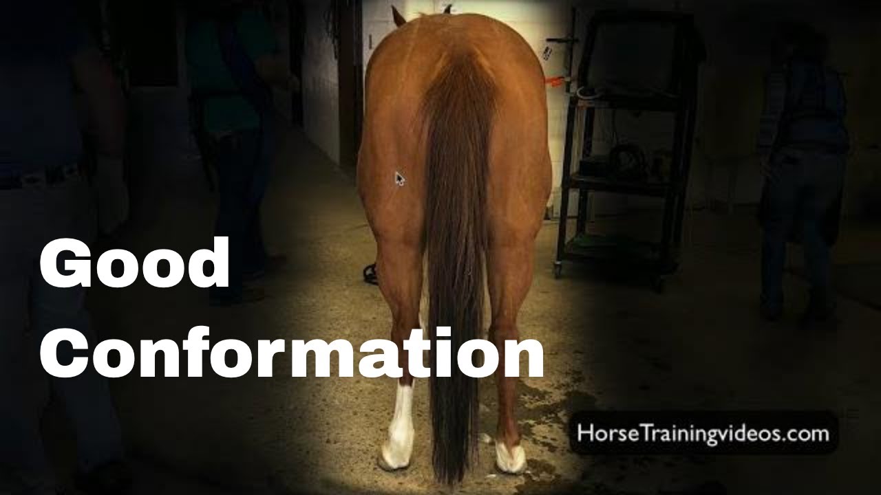 Good Performance Horse Conformation - Gaskin Muscles - Reining & Cutting Horse Training