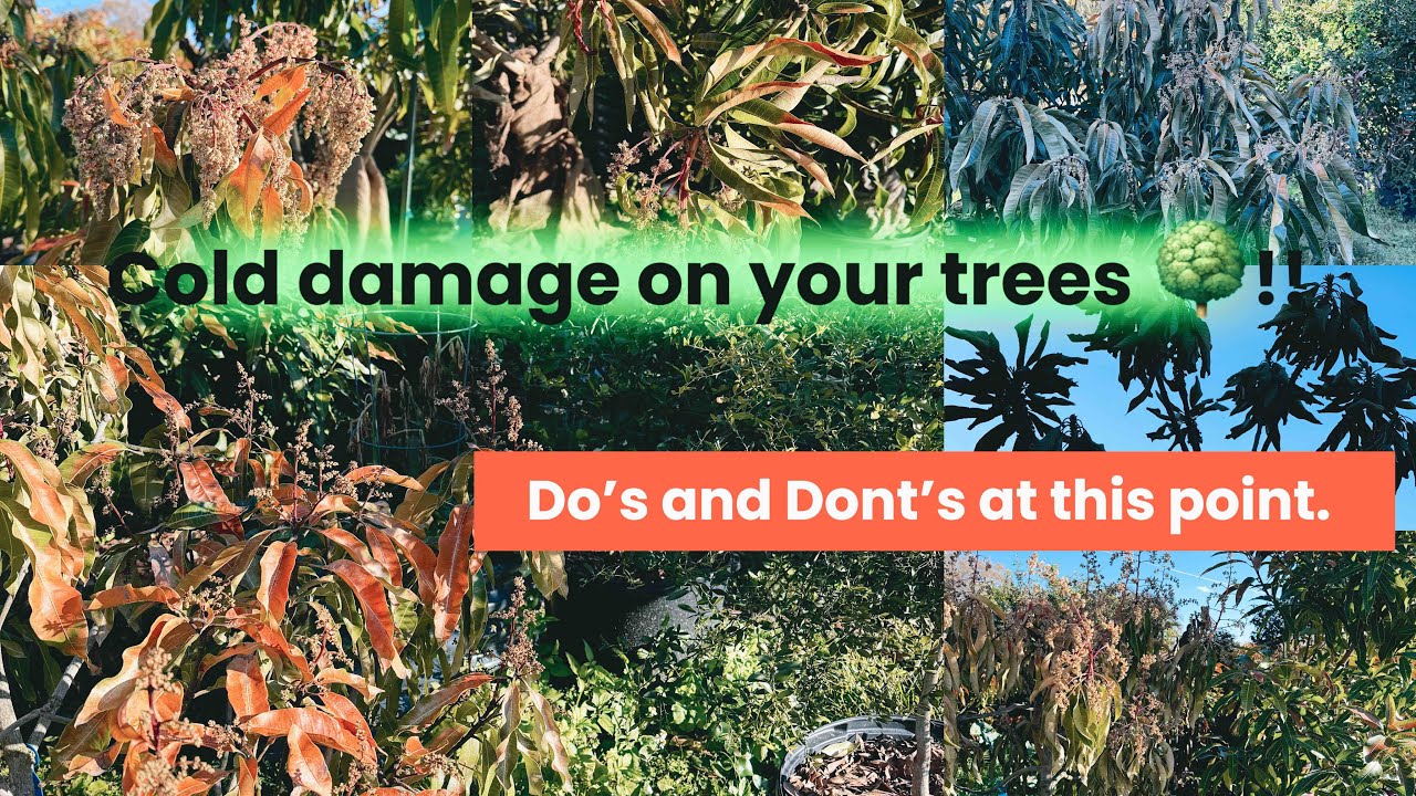 Cold Damage on Tropical Fruit Trees: Critical Do’s and Don’ts After a Freeze. 