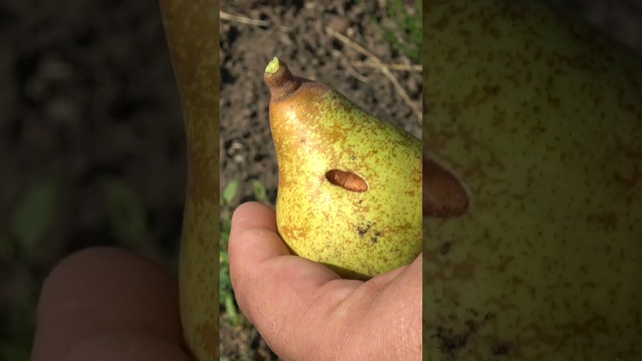 When to Harvest PEARS