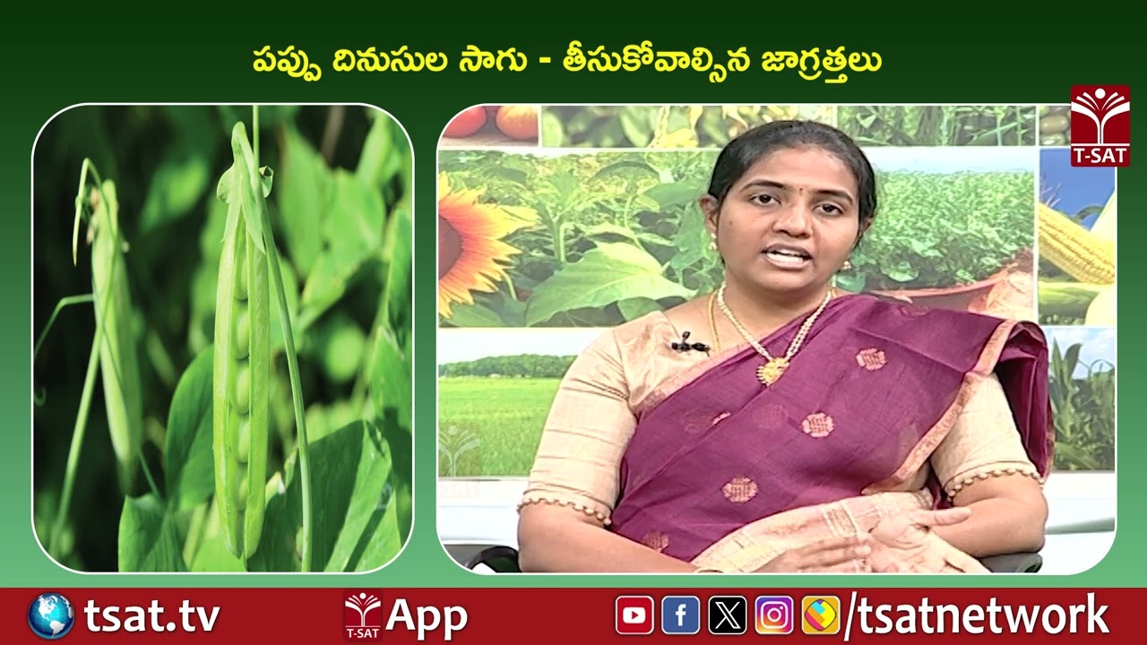 పప్పు దినుసుల సాగు  - తీసుకోవాల్సిన జాగ్రత్తలు | T-SAT