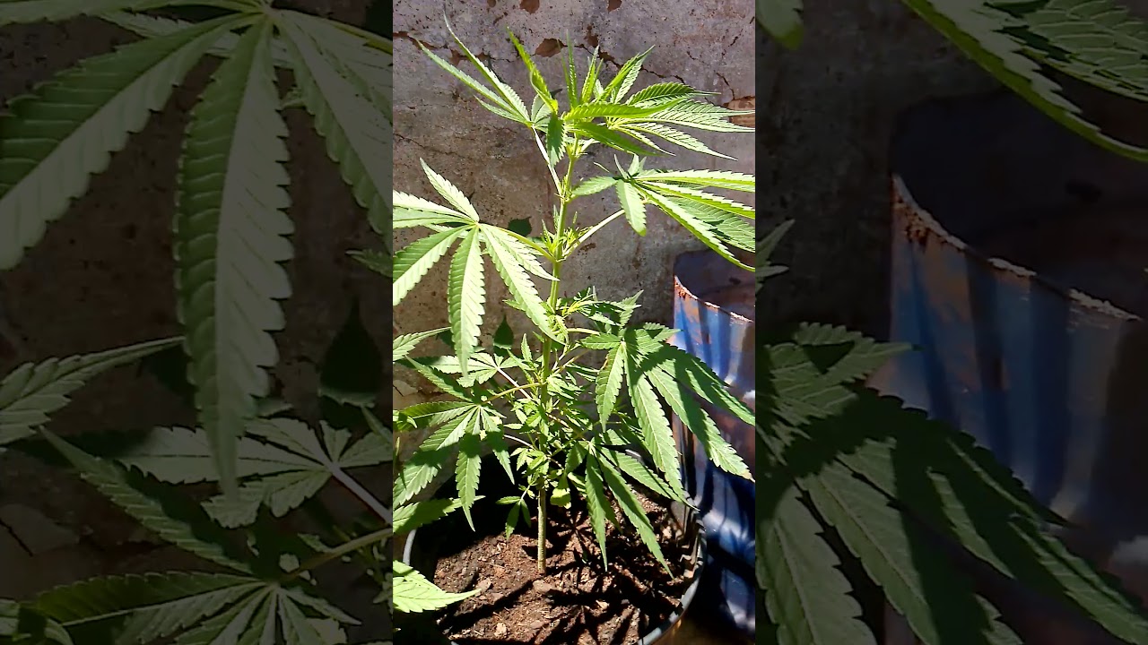 Cultivo outdoor