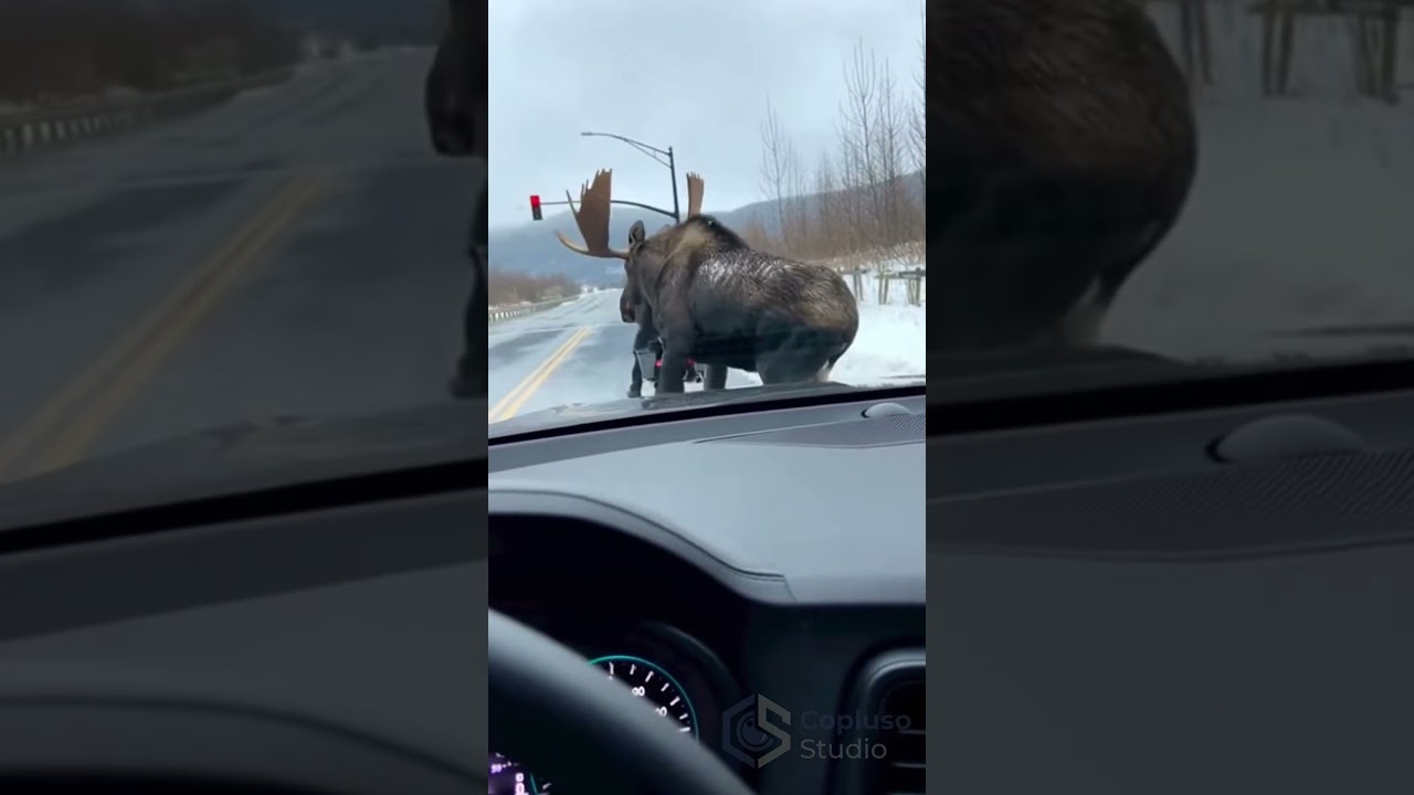 GIANT Moose Blocks Biker at Red Light! 😱 Wild Alaska Encounter