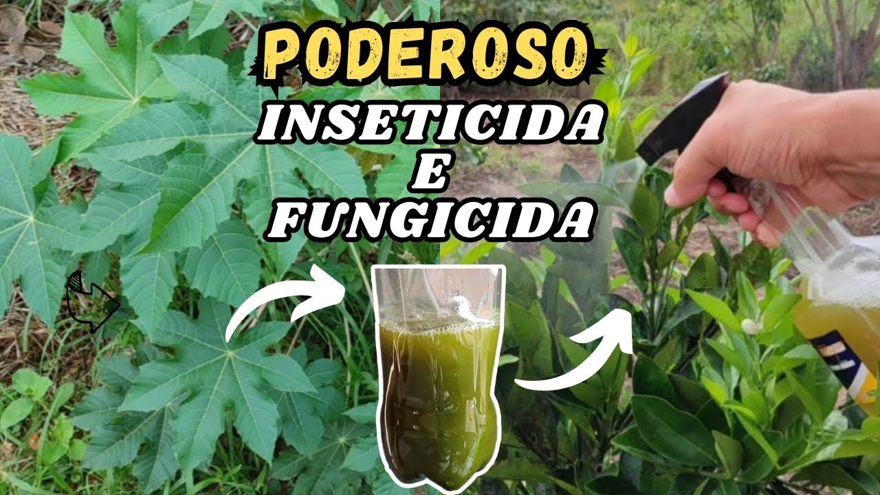 INSETICIDA e FUNGICIDA com FOLHA DE MAMONA // Mata Pulg&atilde;o, cochonilha, fungos, etc.