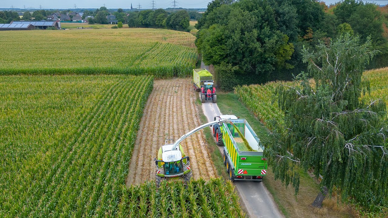 Maishäckseln / Claas Jaguar 960 / Massey Ferguson / Loonbedrijf Coenen