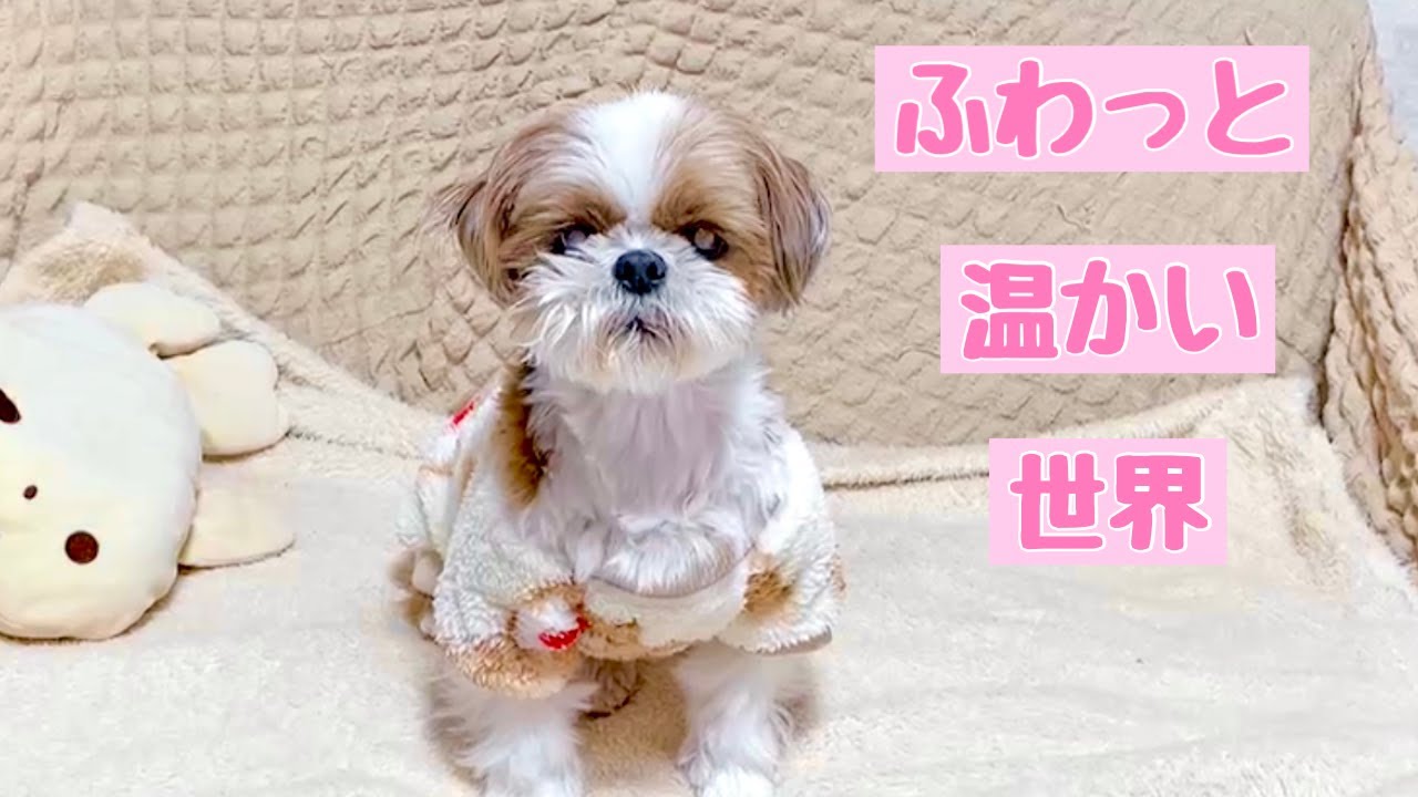 この距離の空ちゃん反則です❣【シーズー】多頭飼い～