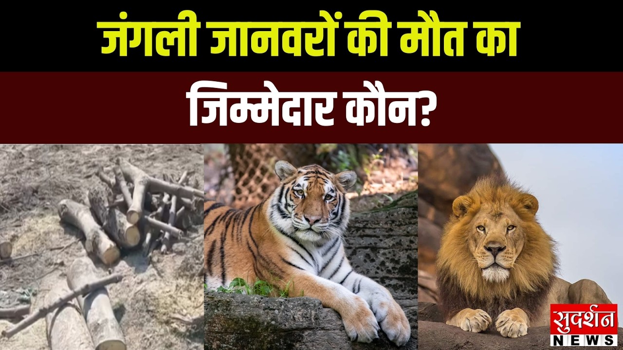 जंगली जानवरों की मौत का जिम्मेदार कौन? Mathura l Yamuna River l Akrur Forest l Illegal Tree Cutting