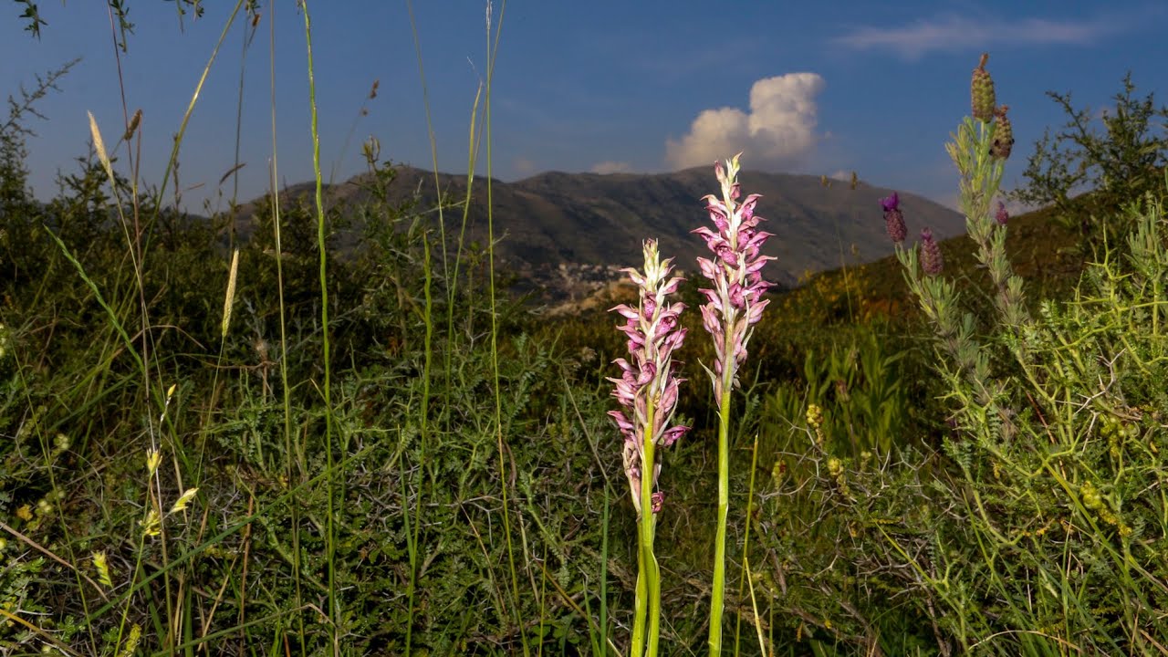 סחלב ריחני 🌸 Orchis coriophora #orchid #wildplants