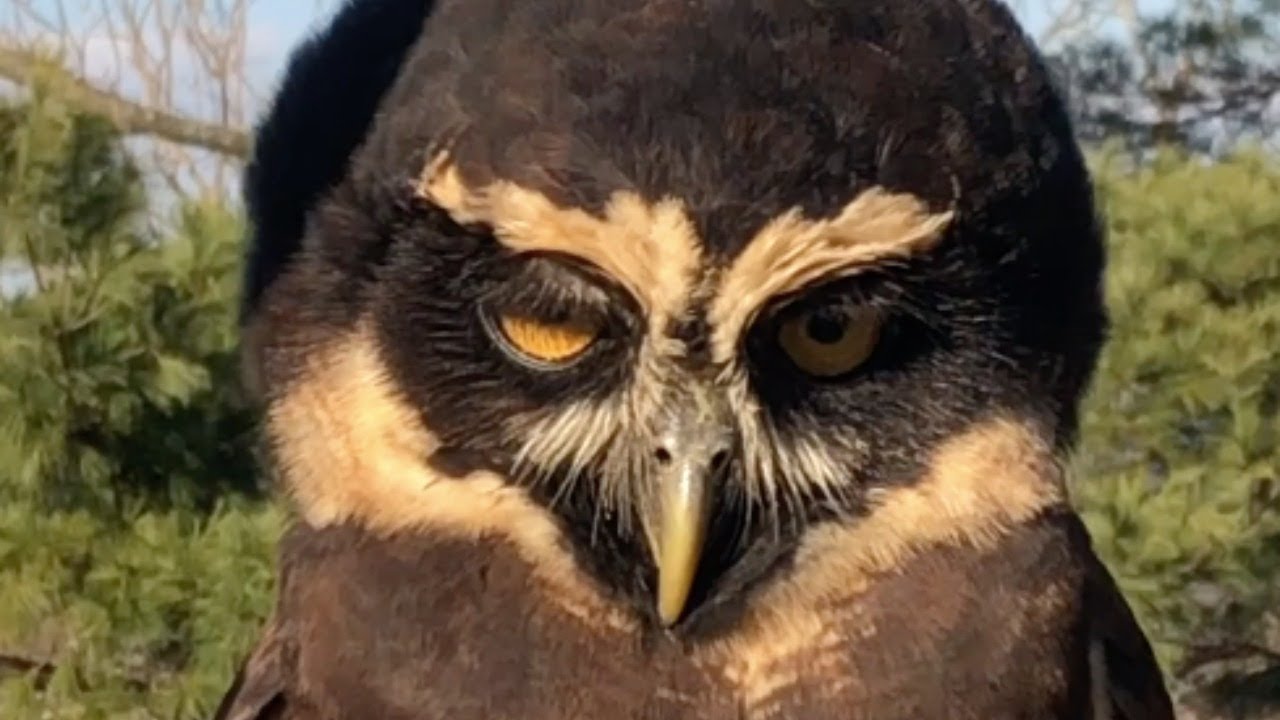 Meet the Raptors: Spectacled Owl