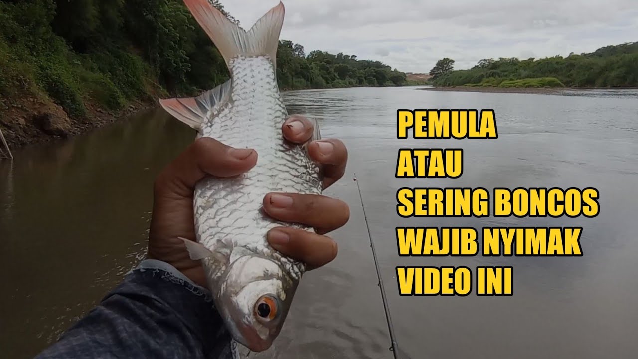 3 RAHASIA PENTING UNTUK MANCING IKAN TAWES DI ARUS DERAS‼️