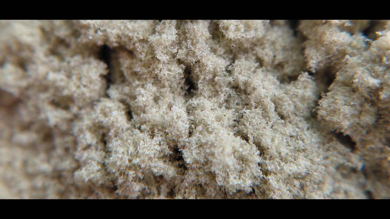 Dry sift from a complete outdoor harvest 🌿 | Pollinator P150 test