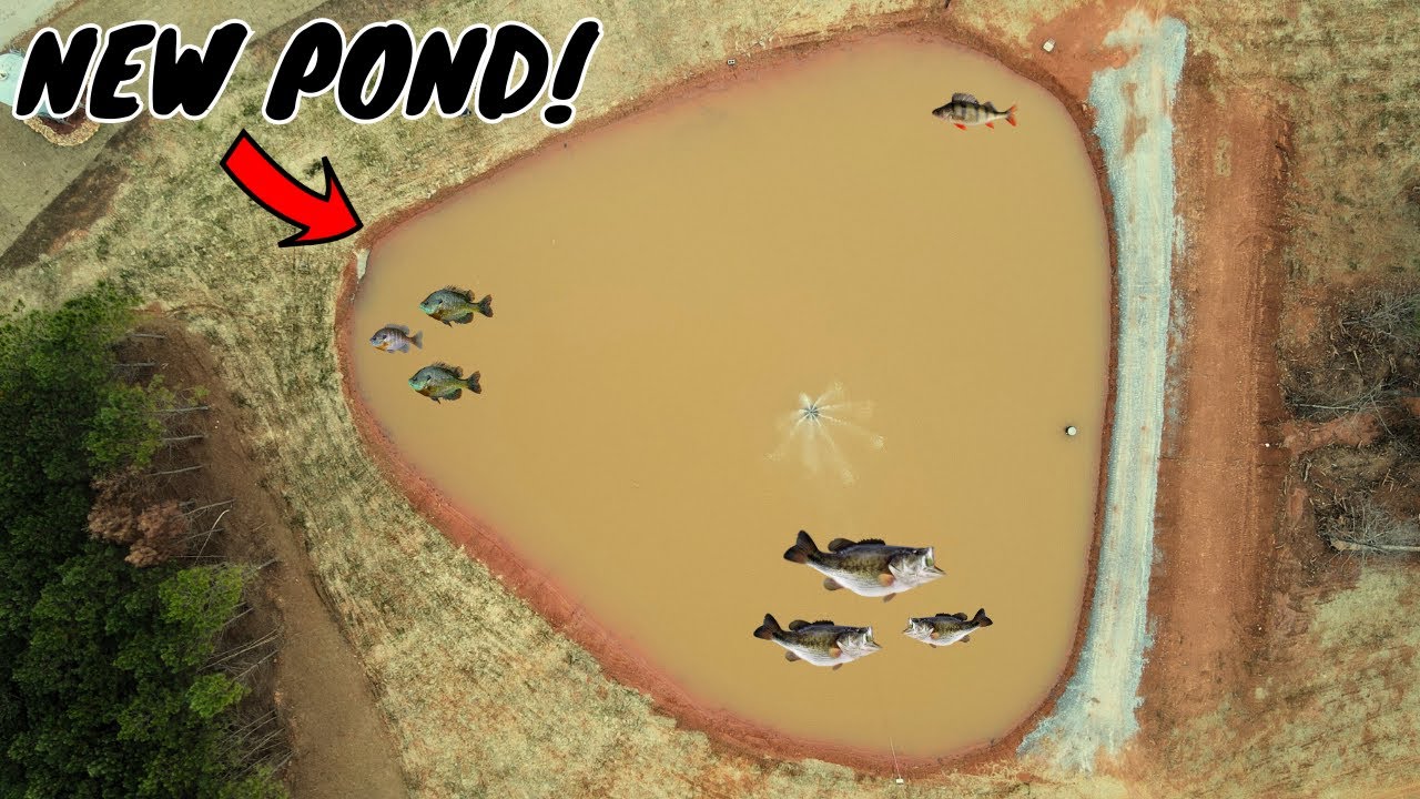 Stocking A Private Pond With It's FIRST Bass!