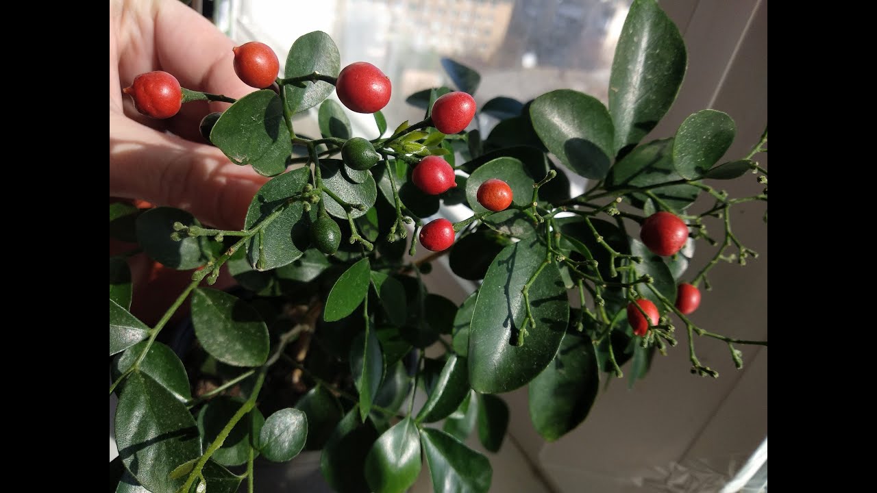 Мурайя (Murraya paniculata) - лечебные свойства, уход в домашних условиях